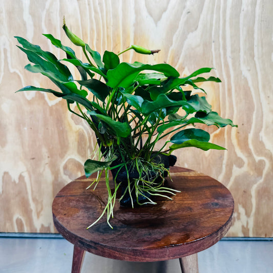 Scapeshop.com.au One Only Anubias 'Petite Emerald Heart' on Medium Driftwood Creation - One Only - Beautiful Buy Anubias Petite Emerald Heart Medium Driftwood ONE ONLY Scapeshop