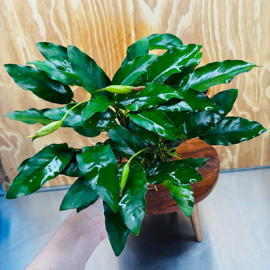 Scapeshop.com.au One Only Anubias 'Petite Emerald Heart' on Medium Driftwood Creation - One Only - Beautiful Buy Anubias Petite Emerald Heart Medium Driftwood ONE ONLY Scapeshop