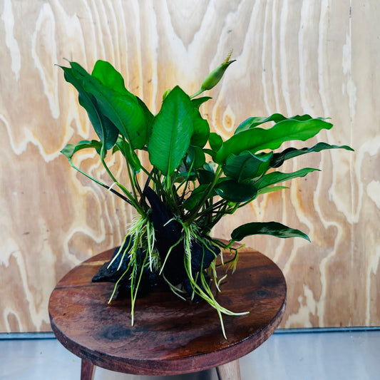 Scapeshop.com.au One Only Anubias 'Petite Emerald Heart' on Medium Driftwood Creation - One Only - Beautiful Buy Anubias Petite Emerald Heart Medium Driftwood ONE ONLY Scapeshop