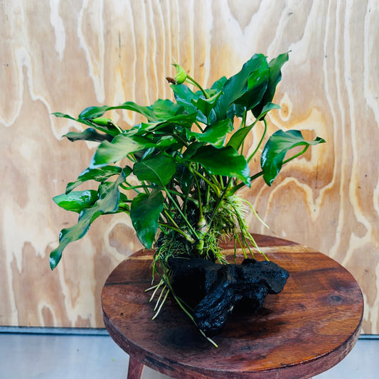 Scapeshop.com.au One Only Anubias 'Petite Emerald Heart' on Medium Driftwood Creation - One Only - Beautiful Buy Anubias Petite Emerald Heart Medium Driftwood ONE ONLY Scapeshop