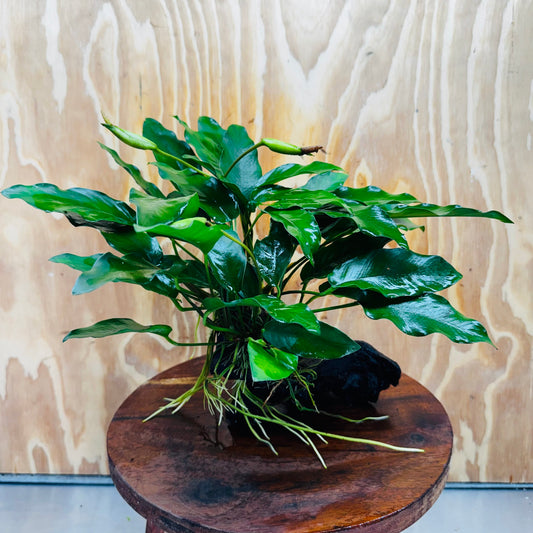 Scapeshop.com.au One Only Anubias 'Petite Emerald Heart' on Medium Driftwood Creation - One Only - Beautiful Buy Anubias Petite Emerald Heart Medium Driftwood ONE ONLY Scapeshop