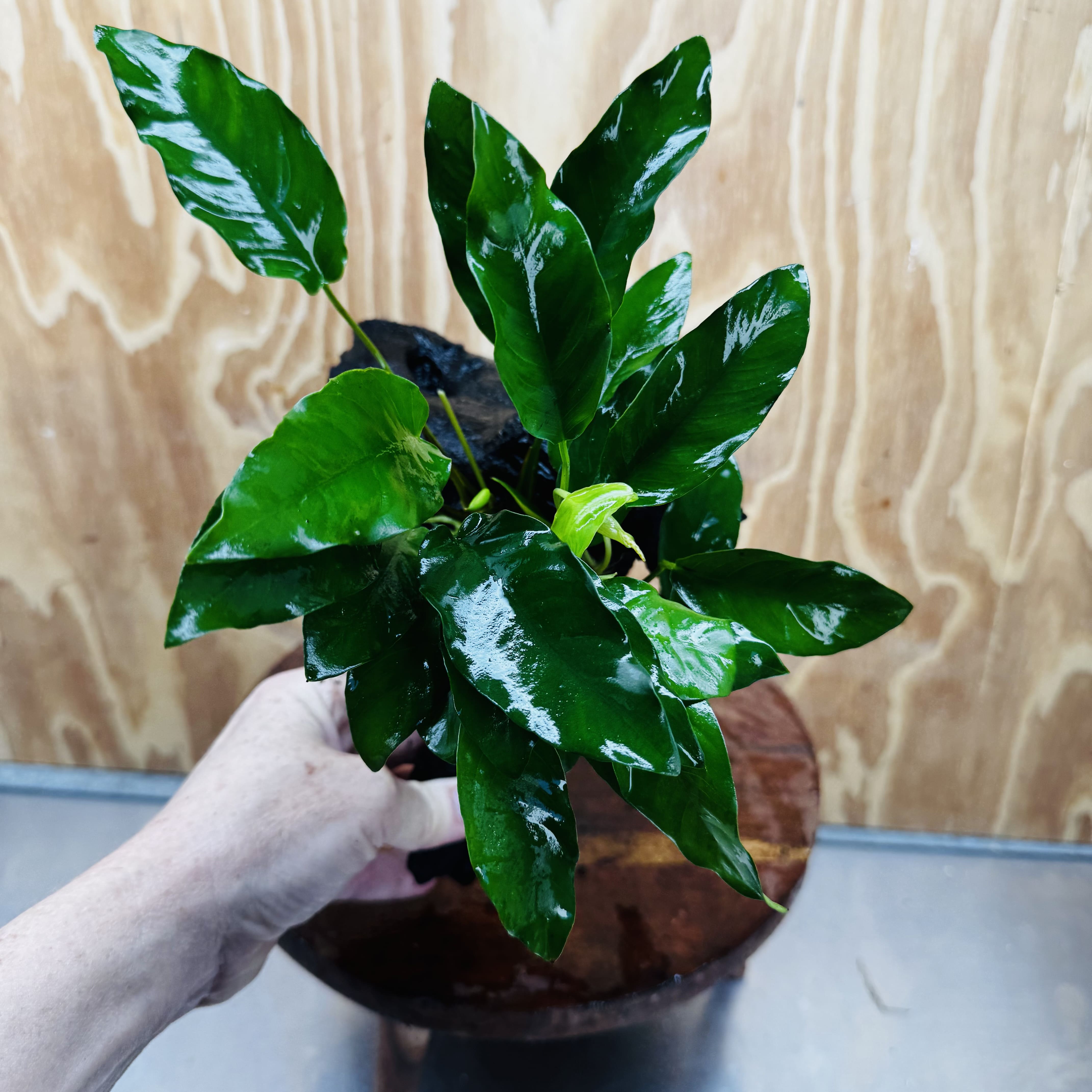 Scapeshop.com.au One Only Anubias 'Petite Emerald Heart' on Medium Driftwood Creation - One Only - Beautiful Buy Anubias Petite Emerald Heart Medium Driftwood ONE ONLY Scapeshop