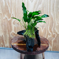 Scapeshop.com.au One Only Anubias 'Petite Emerald Heart' on Medium Driftwood Creation - One Only - Beautiful Buy Anubias Petite Emerald Heart Medium Driftwood ONE ONLY Scapeshop