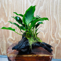 Scapeshop.com.au One Only Anubias 'Petite Emerald Heart' on Medium Driftwood Creation - One Only - Beautiful Buy Anubias Petite Emerald Heart Medium Driftwood ONE ONLY Scapeshop