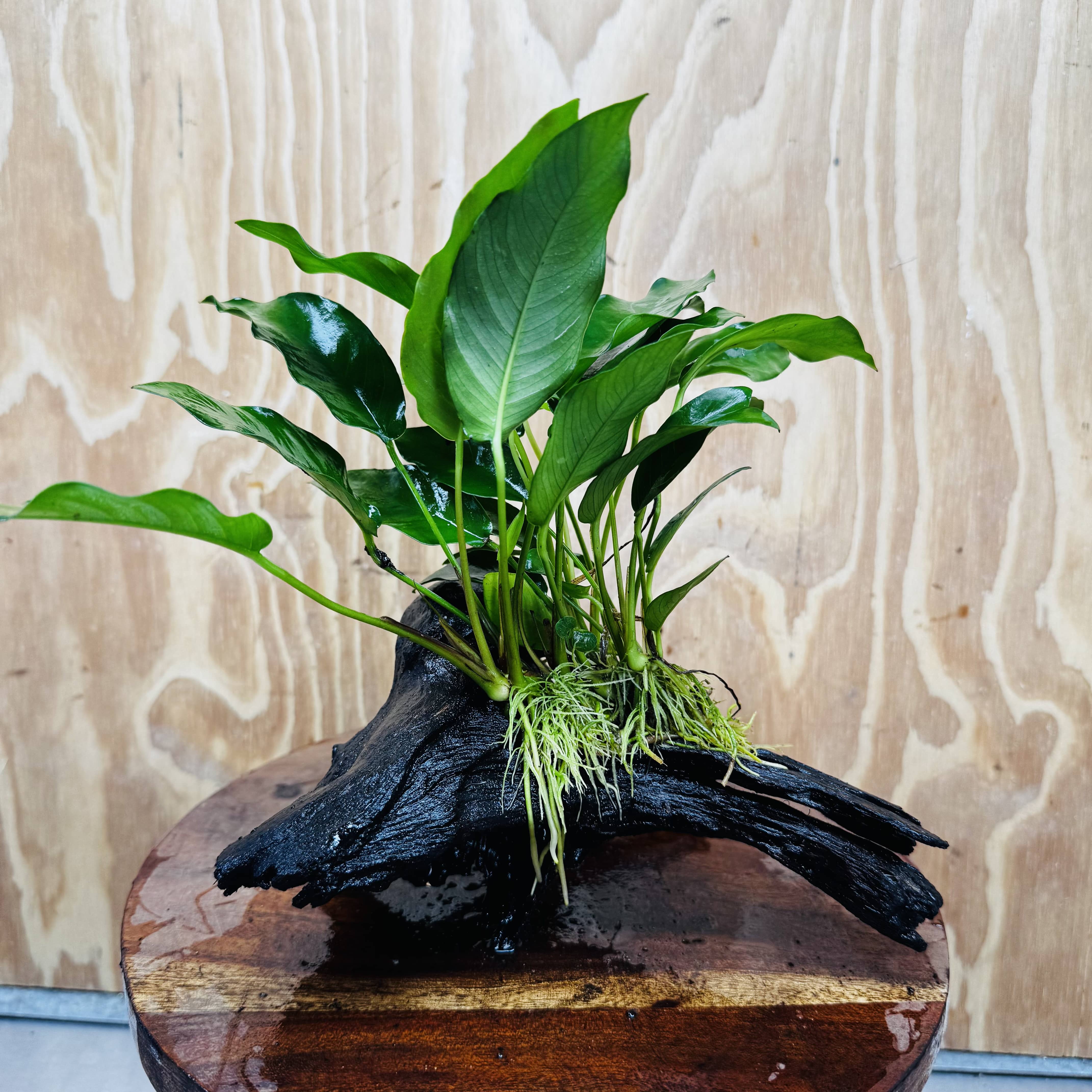 Scapeshop.com.au One Only Anubias 'Petite Emerald Heart' on Medium Driftwood Creation - One Only - Beautiful Buy Anubias Petite Emerald Heart Medium Driftwood ONE ONLY Scapeshop