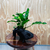 Scapeshop.com.au One Only Anubias 'Petite Emerald Heart' on Medium Driftwood Creation - One Only - Beautiful Buy Anubias Petite Emerald Heart Medium Driftwood ONE ONLY Scapeshop