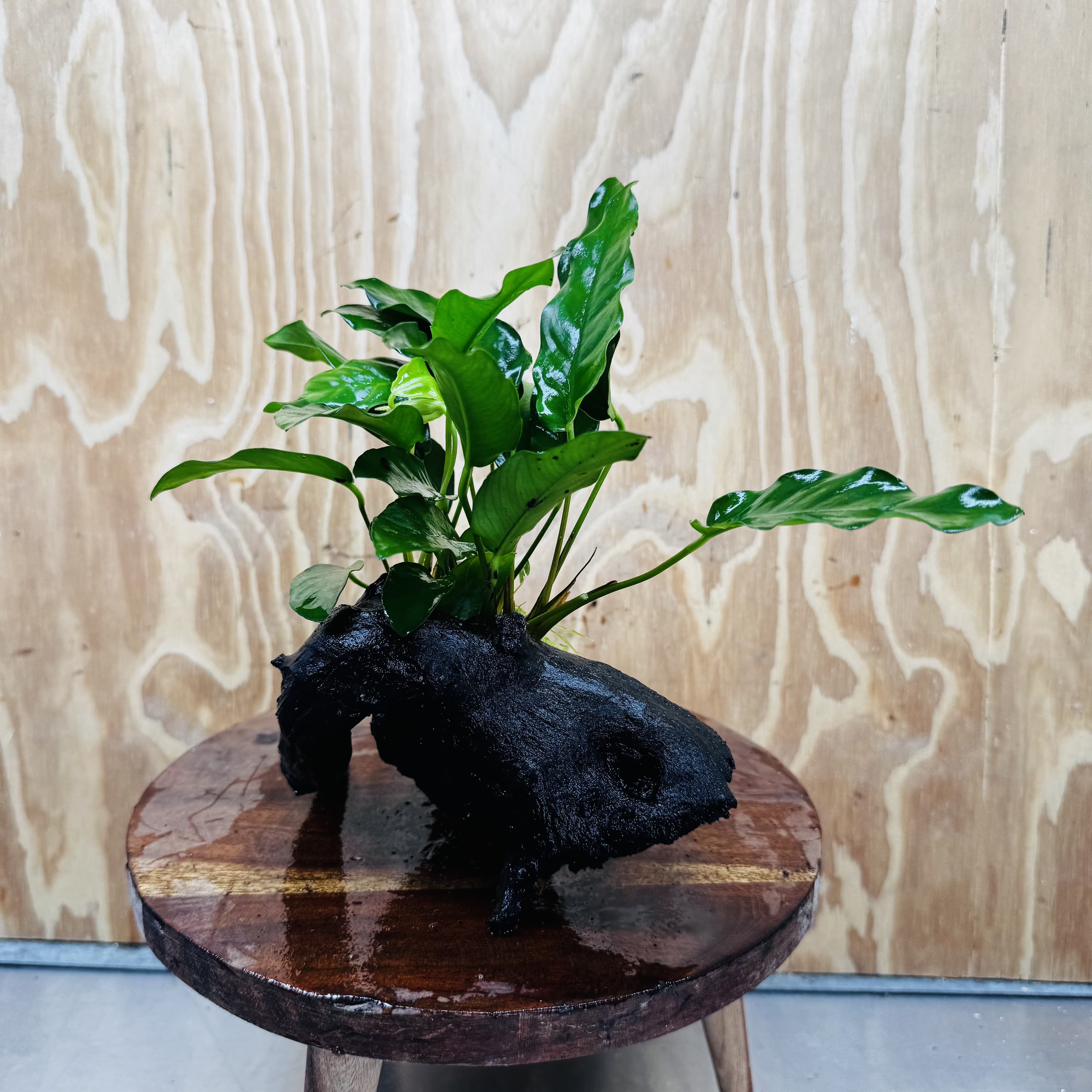 Scapeshop.com.au One Only Anubias 'Petite Emerald Heart' on Medium Driftwood Creation - One Only - Beautiful Buy Anubias Petite Emerald Heart Medium Driftwood ONE ONLY Scapeshop