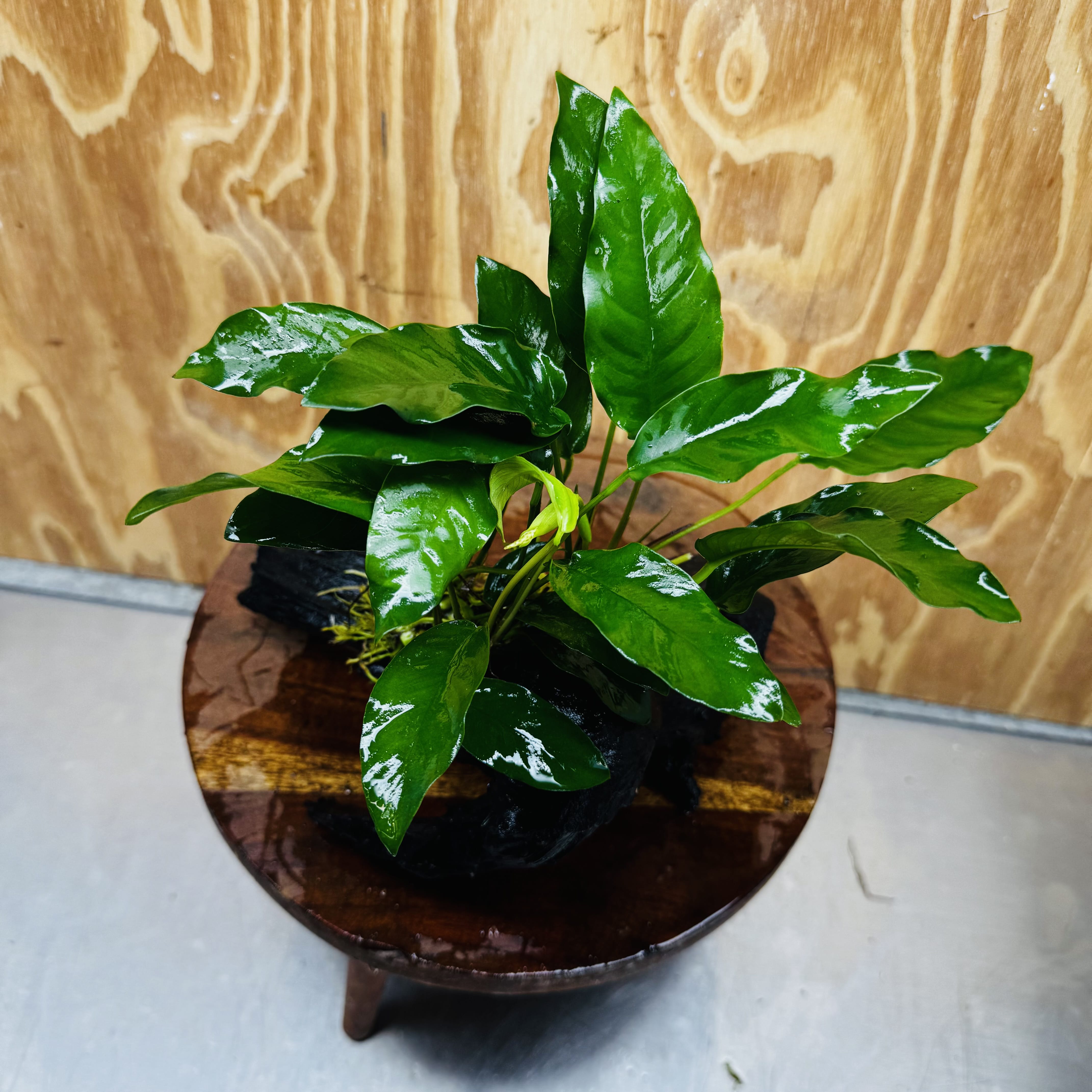 Scapeshop.com.au One Only Anubias 'Petite Emerald Heart' on Medium Driftwood Creation - One Only - Beautiful Buy Anubias Petite Emerald Heart Medium Driftwood ONE ONLY Scapeshop