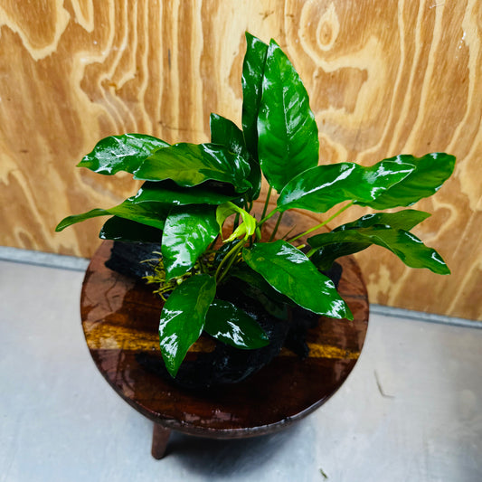 Scapeshop.com.au One Only Anubias 'Petite Emerald Heart' on Medium Driftwood Creation - One Only - Beautiful Buy Anubias Petite Emerald Heart Medium Driftwood ONE ONLY Scapeshop