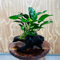 Scapeshop.com.au One Only Anubias 'Petite Emerald Heart' on Medium Driftwood Creation - One Only - Beautiful Buy Anubias Petite Emerald Heart Medium Driftwood ONE ONLY Scapeshop