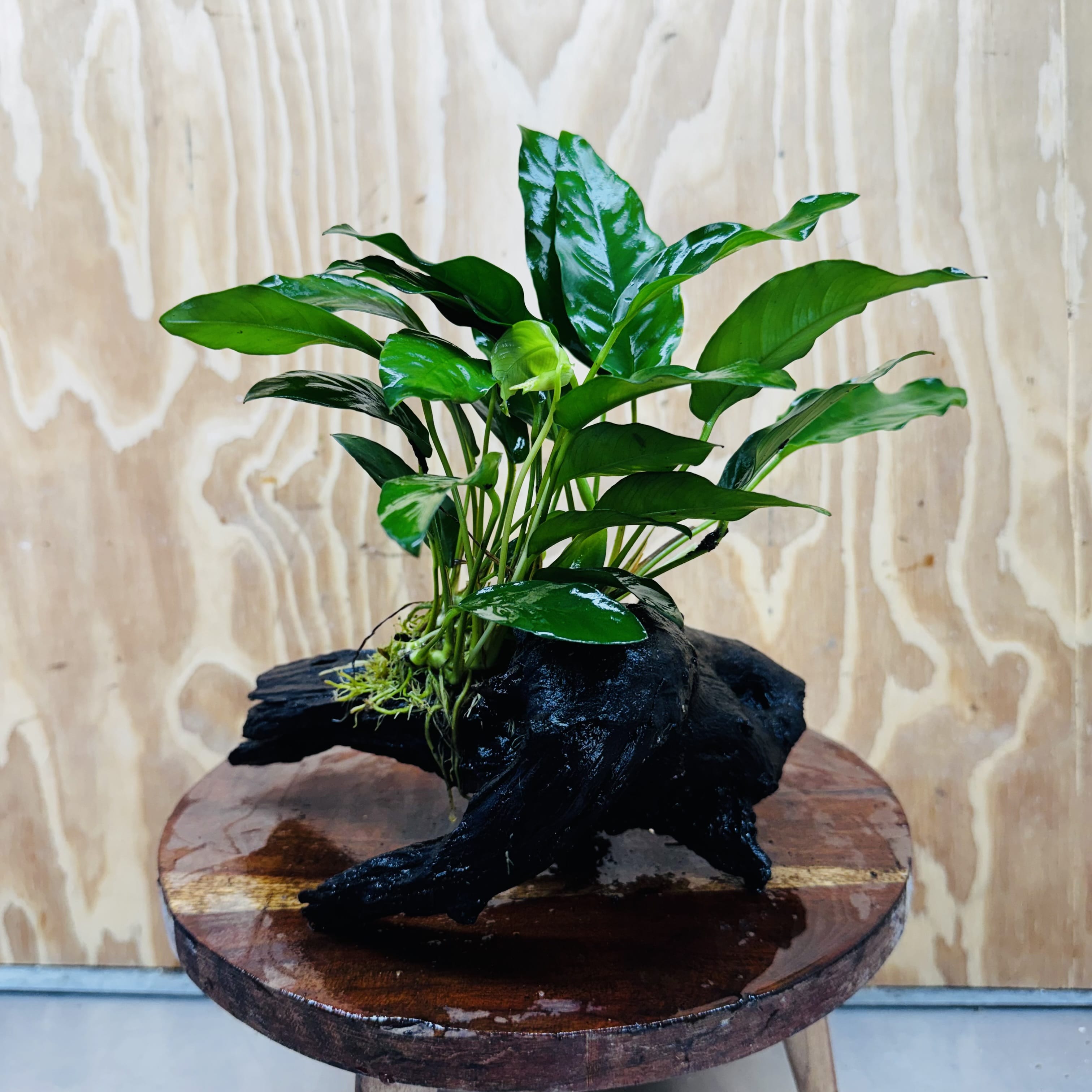 Scapeshop.com.au One Only Anubias 'Petite Emerald Heart' on Medium Driftwood Creation - One Only - Beautiful Buy Anubias Petite Emerald Heart Medium Driftwood ONE ONLY Scapeshop