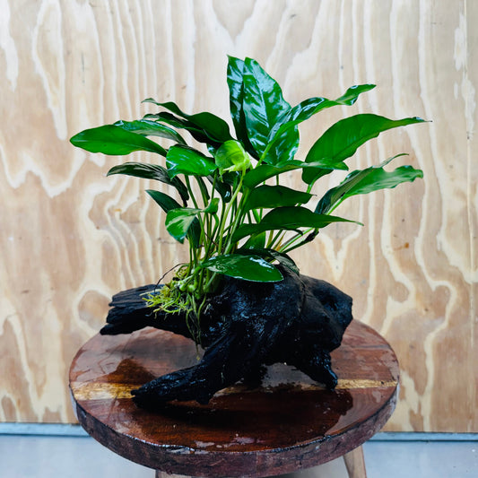 Scapeshop.com.au One Only Anubias 'Petite Emerald Heart' on Medium Driftwood Creation - One Only - Beautiful Buy Anubias Petite Emerald Heart Medium Driftwood ONE ONLY Scapeshop