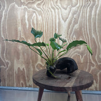 Scapeshop.com.au One Only Anubias 'Petite Emerald Heart' on Medium Driftwood Creation - One Only - Beautiful Buy Anubias Petite Emerald Heart Medium Driftwood ONE ONLY Scapeshop