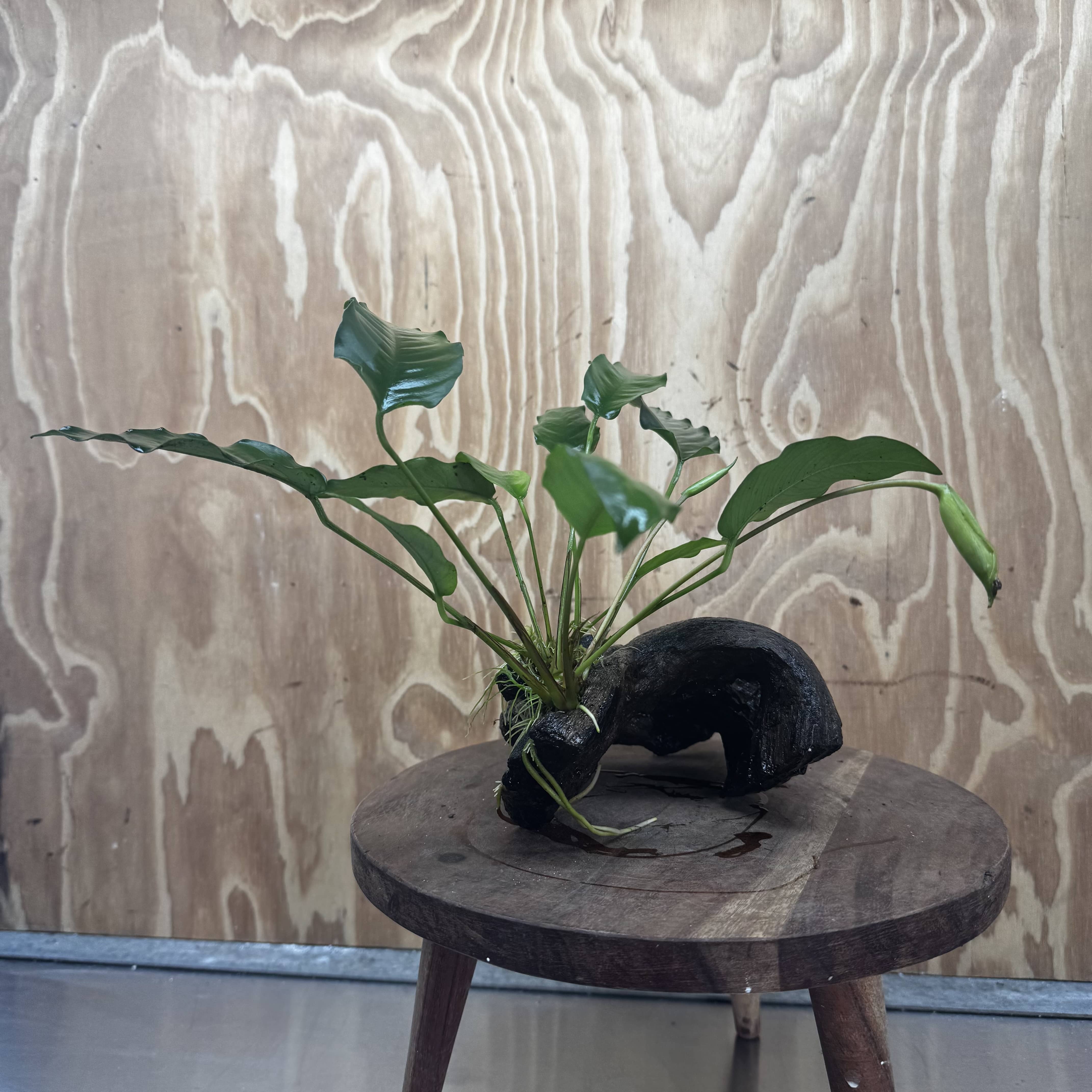 Scapeshop.com.au One Only Anubias 'Petite Emerald Heart' on Medium Driftwood Creation - One Only - Beautiful Buy Anubias Petite Emerald Heart Medium Driftwood ONE ONLY Scapeshop