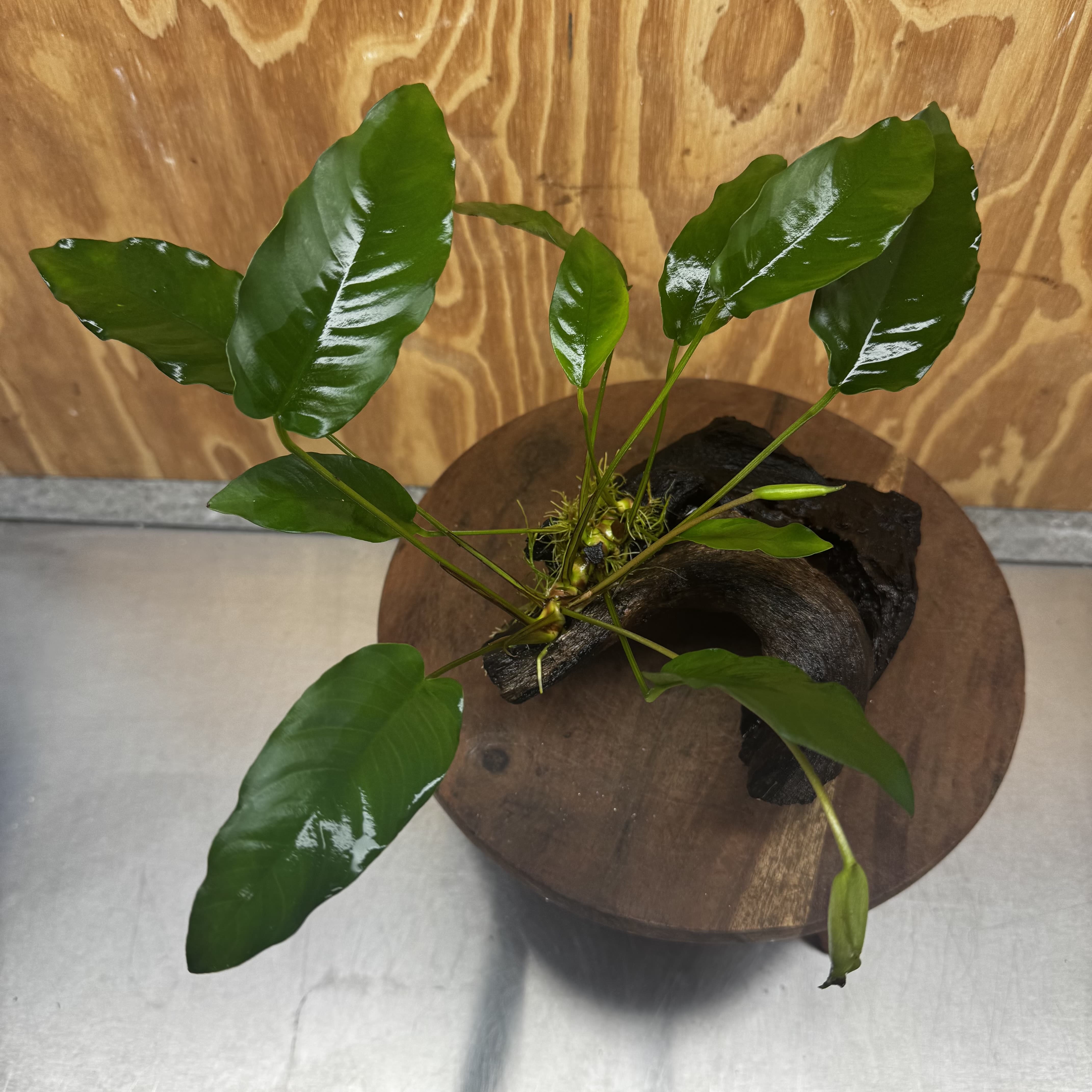 Scapeshop.com.au One Only Anubias 'Petite Emerald Heart' on Medium Driftwood Creation - One Only - Beautiful Buy Anubias Petite Emerald Heart Medium Driftwood ONE ONLY Scapeshop