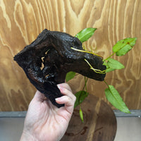 Scapeshop.com.au One Only Anubias 'Petite Emerald Heart' on Medium Driftwood Creation - One Only - Beautiful Buy Anubias Petite Emerald Heart Medium Driftwood ONE ONLY Scapeshop