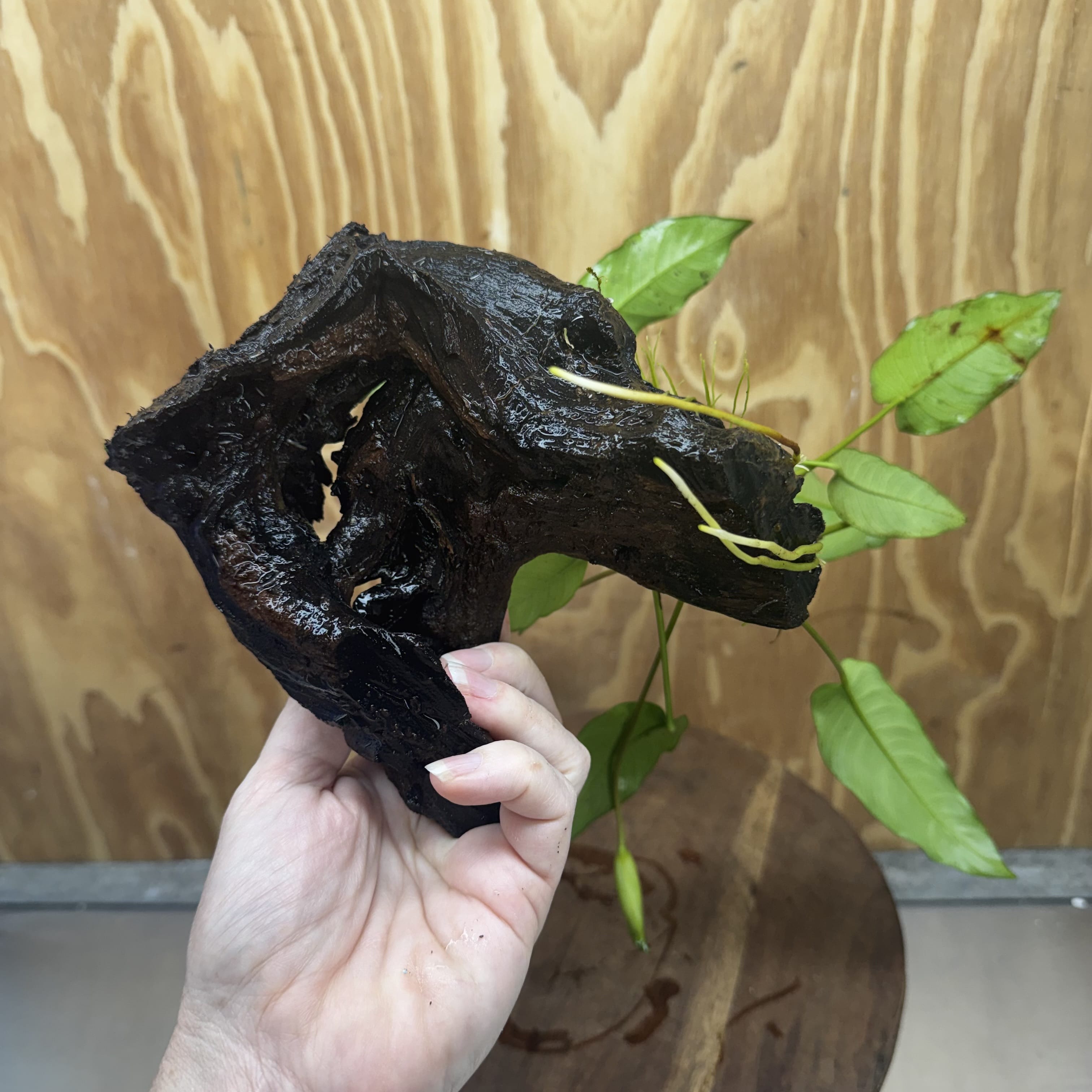 Scapeshop.com.au One Only Anubias 'Petite Emerald Heart' on Medium Driftwood Creation - One Only - Beautiful Buy Anubias Petite Emerald Heart Medium Driftwood ONE ONLY Scapeshop