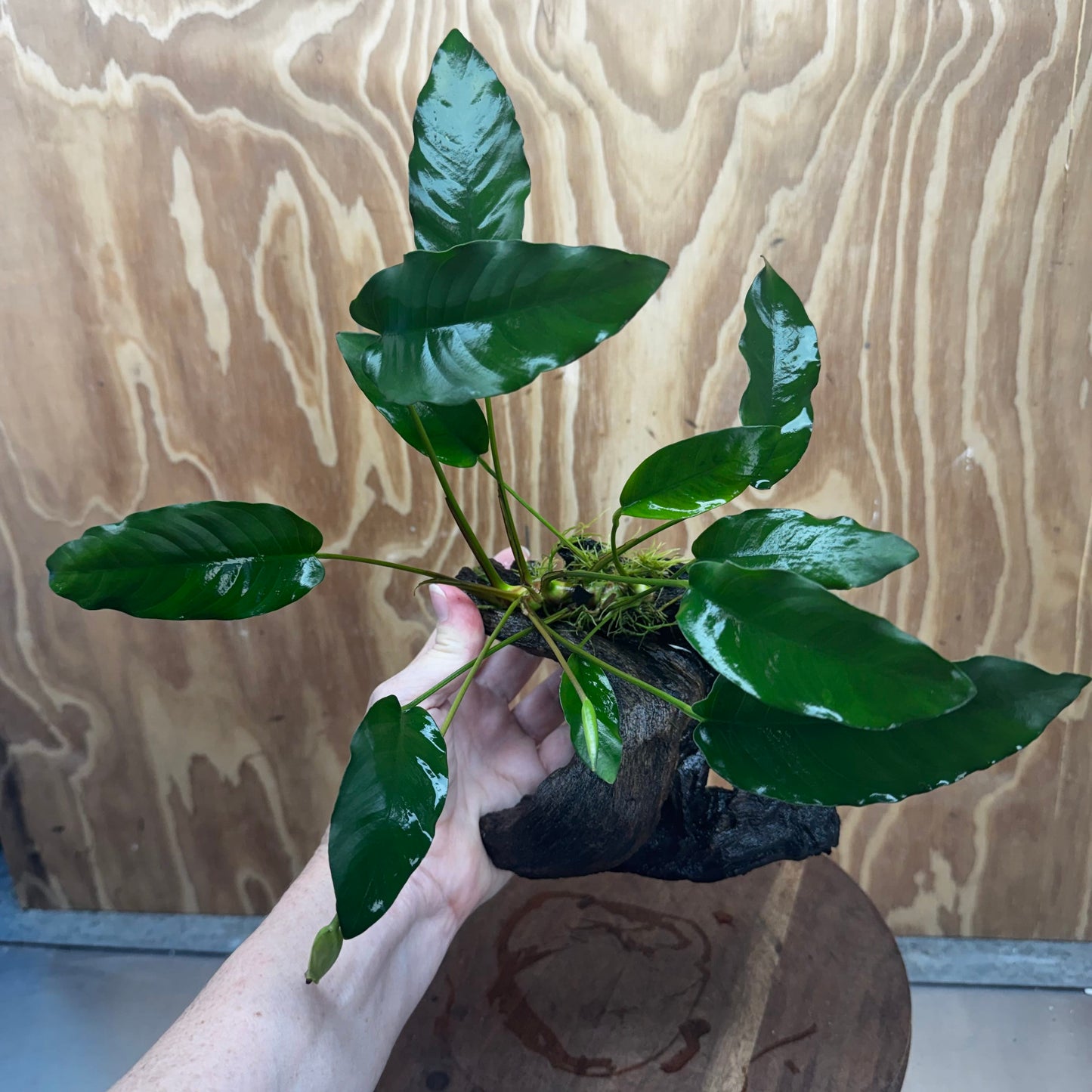 Scapeshop.com.au One Only Anubias 'Petite Emerald Heart' on Medium Driftwood Creation - One Only - Beautiful Buy Anubias Petite Emerald Heart Medium Driftwood ONE ONLY Scapeshop