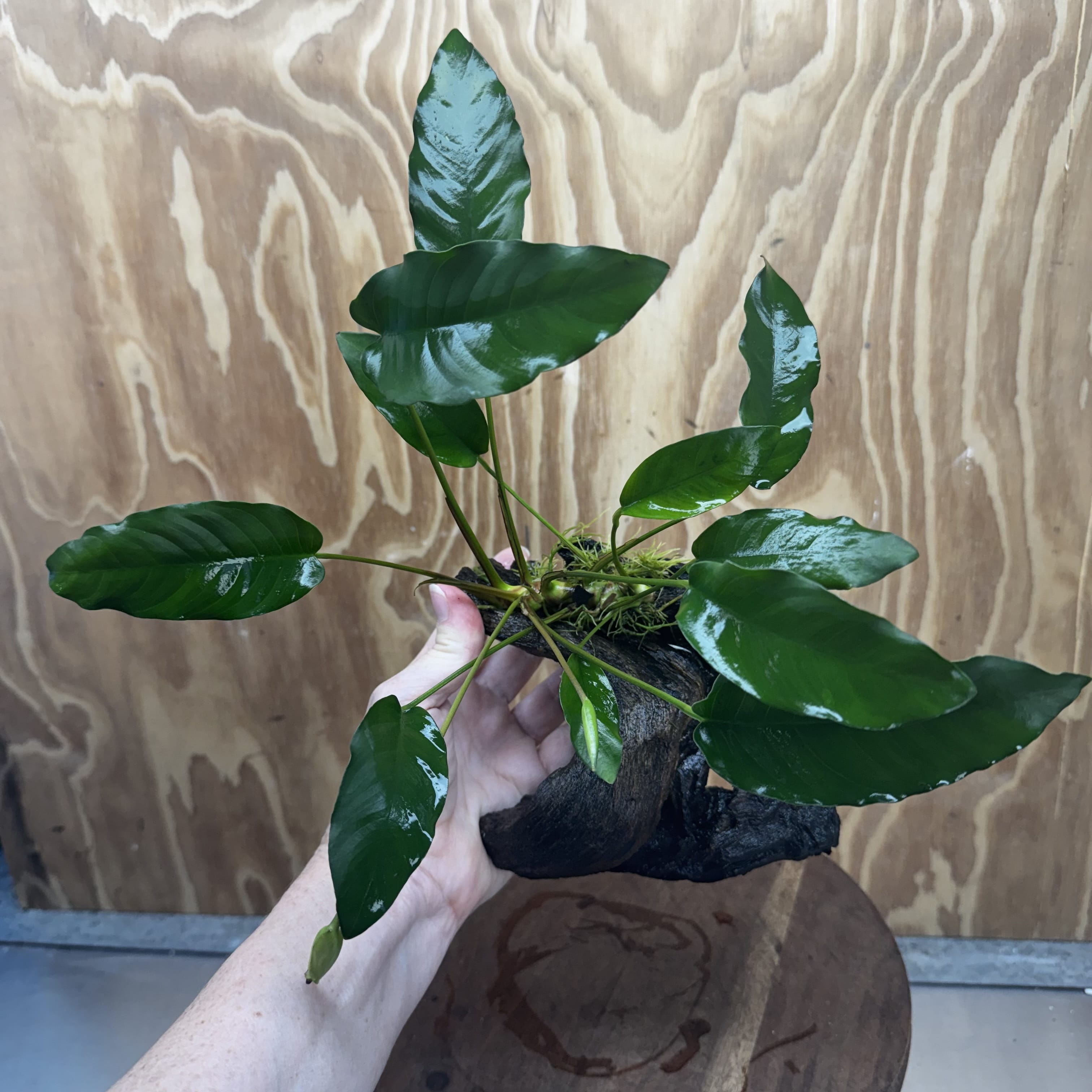 Scapeshop.com.au One Only Anubias 'Petite Emerald Heart' on Medium Driftwood Creation - One Only - Beautiful Buy Anubias Petite Emerald Heart Medium Driftwood ONE ONLY Scapeshop