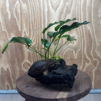 Scapeshop.com.au One Only Anubias 'Petite Emerald Heart' on Medium Driftwood Creation - One Only - Beautiful Buy Anubias Petite Emerald Heart Medium Driftwood ONE ONLY Scapeshop