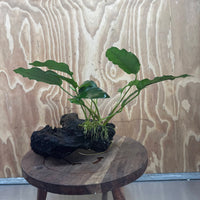Scapeshop.com.au One Only Anubias 'Petite Emerald Heart' on Medium Driftwood Creation - One Only - Beautiful Buy Anubias Petite Emerald Heart Medium Driftwood ONE ONLY Scapeshop