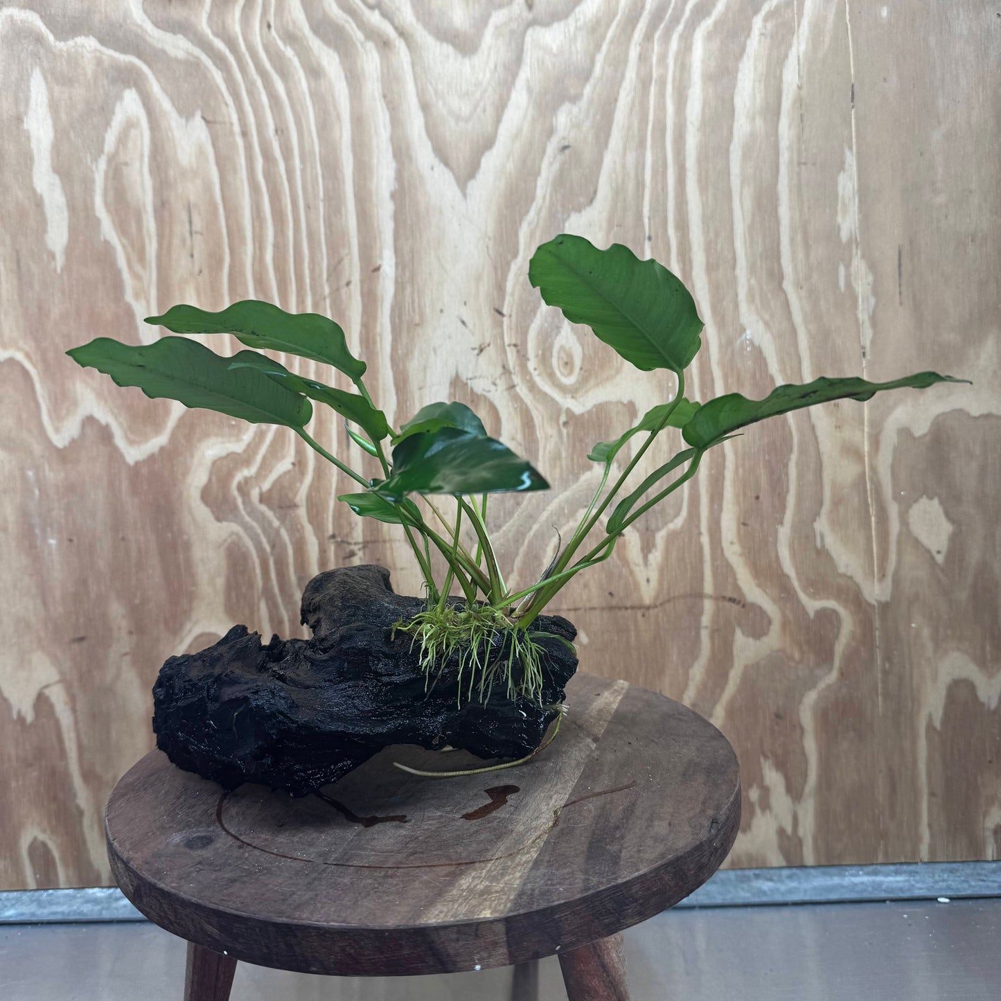 Scapeshop.com.au One Only Anubias 'Petite Emerald Heart' on Medium Driftwood Creation - One Only - Beautiful Buy Anubias Petite Emerald Heart Medium Driftwood ONE ONLY Scapeshop