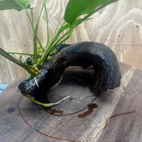 Scapeshop.com.au One Only Anubias 'Petite Emerald Heart' on Medium Driftwood Creation - One Only - Beautiful Buy Anubias Petite Emerald Heart Medium Driftwood ONE ONLY Scapeshop