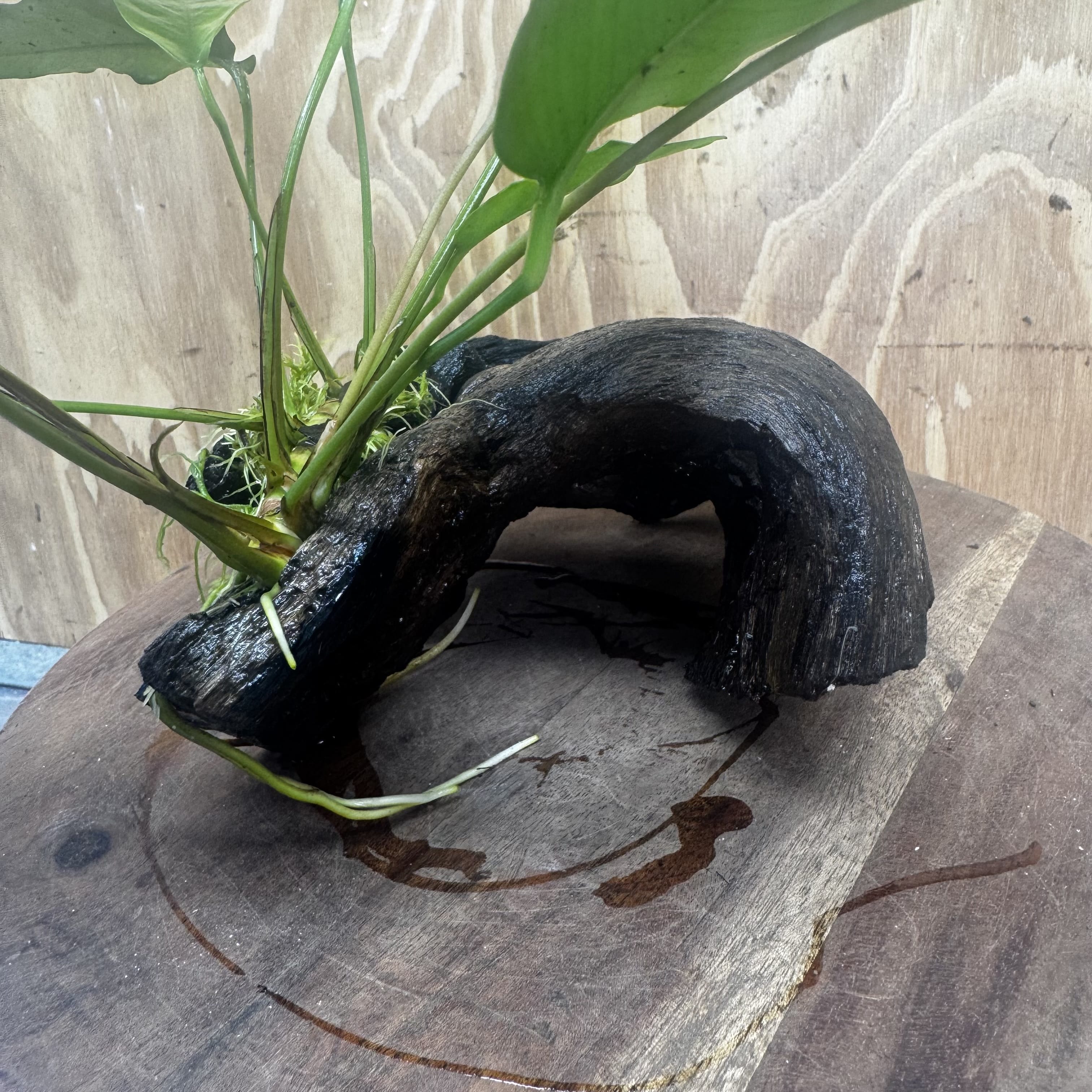 Scapeshop.com.au One Only Anubias 'Petite Emerald Heart' on Medium Driftwood Creation - One Only - Beautiful Buy Anubias Petite Emerald Heart Medium Driftwood ONE ONLY Scapeshop