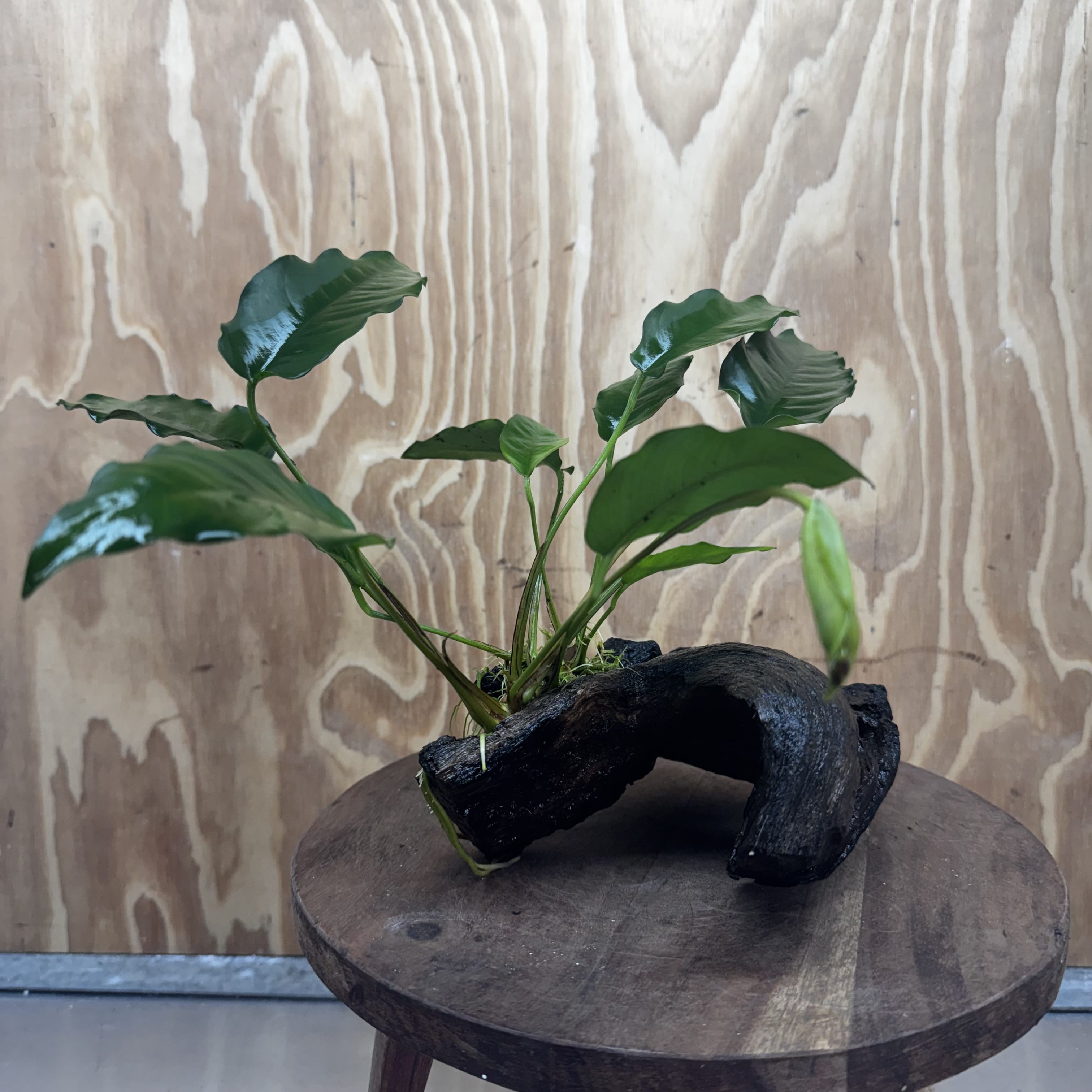Scapeshop.com.au One Only Anubias 'Petite Emerald Heart' on Medium Driftwood Creation - One Only - Beautiful Buy Anubias Petite Emerald Heart Medium Driftwood ONE ONLY Scapeshop