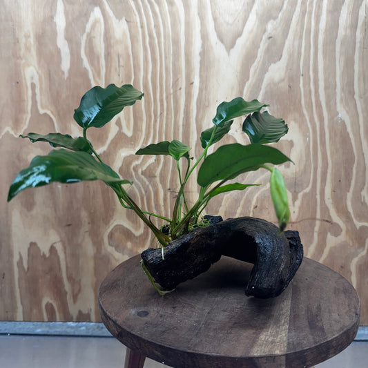 Scapeshop.com.au One Only Anubias 'Petite Emerald Heart' on Medium Driftwood Creation - One Only - Beautiful Buy Anubias Petite Emerald Heart Medium Driftwood ONE ONLY Scapeshop