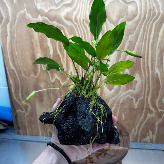 Scapeshop.com.au One Only Anubias 'Petite Emerald Heart' on Medium Driftwood Creation - One Only - Beautiful Buy Anubias Petite Emerald Heart Medium Driftwood ONE ONLY Scapeshop