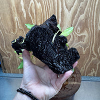 Scapeshop.com.au One Only Anubias 'Petite Emerald Heart' on Medium Driftwood Creation - One Only - Beautiful Buy Anubias Petite Emerald Heart Medium Driftwood ONE ONLY Scapeshop