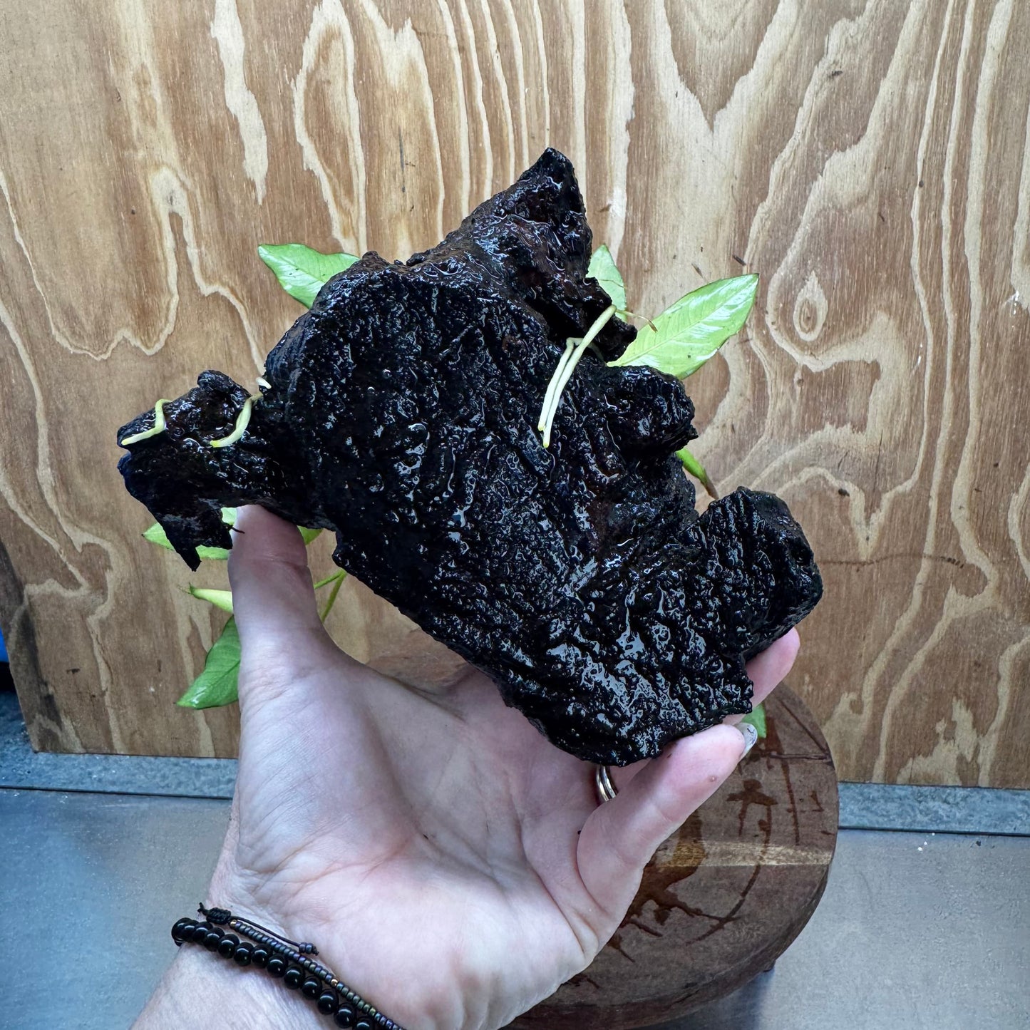 Scapeshop.com.au One Only Anubias 'Petite Emerald Heart' on Medium Driftwood Creation - One Only - Beautiful Buy Anubias Petite Emerald Heart Medium Driftwood ONE ONLY Scapeshop