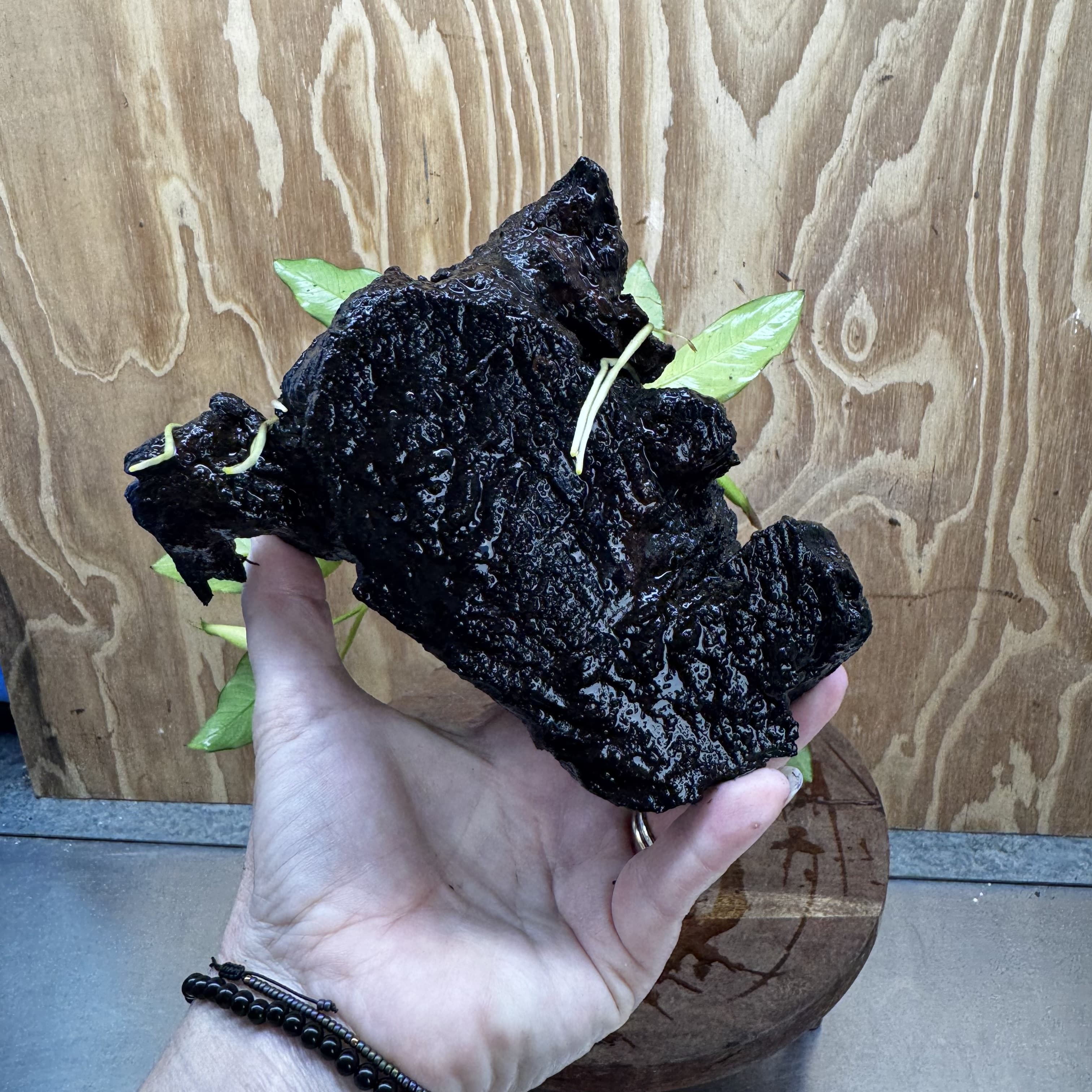 Scapeshop.com.au One Only Anubias 'Petite Emerald Heart' on Medium Driftwood Creation - One Only - Beautiful Buy Anubias Petite Emerald Heart Medium Driftwood ONE ONLY Scapeshop