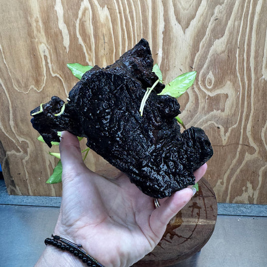 Scapeshop.com.au One Only Anubias 'Petite Emerald Heart' on Medium Driftwood Creation - One Only - Beautiful Buy Anubias Petite Emerald Heart Medium Driftwood ONE ONLY Scapeshop