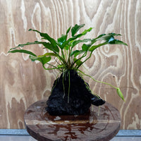 Scapeshop.com.au One Only Anubias 'Petite Emerald Heart' on Medium Driftwood Creation - One Only - Beautiful Buy Anubias Petite Emerald Heart Medium Driftwood ONE ONLY Scapeshop