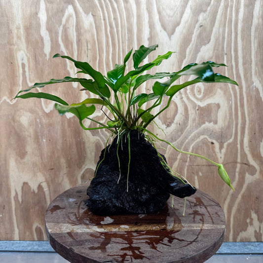 Scapeshop.com.au One Only Anubias 'Petite Emerald Heart' on Medium Driftwood Creation - One Only - Beautiful Buy Anubias Petite Emerald Heart Medium Driftwood ONE ONLY Scapeshop
