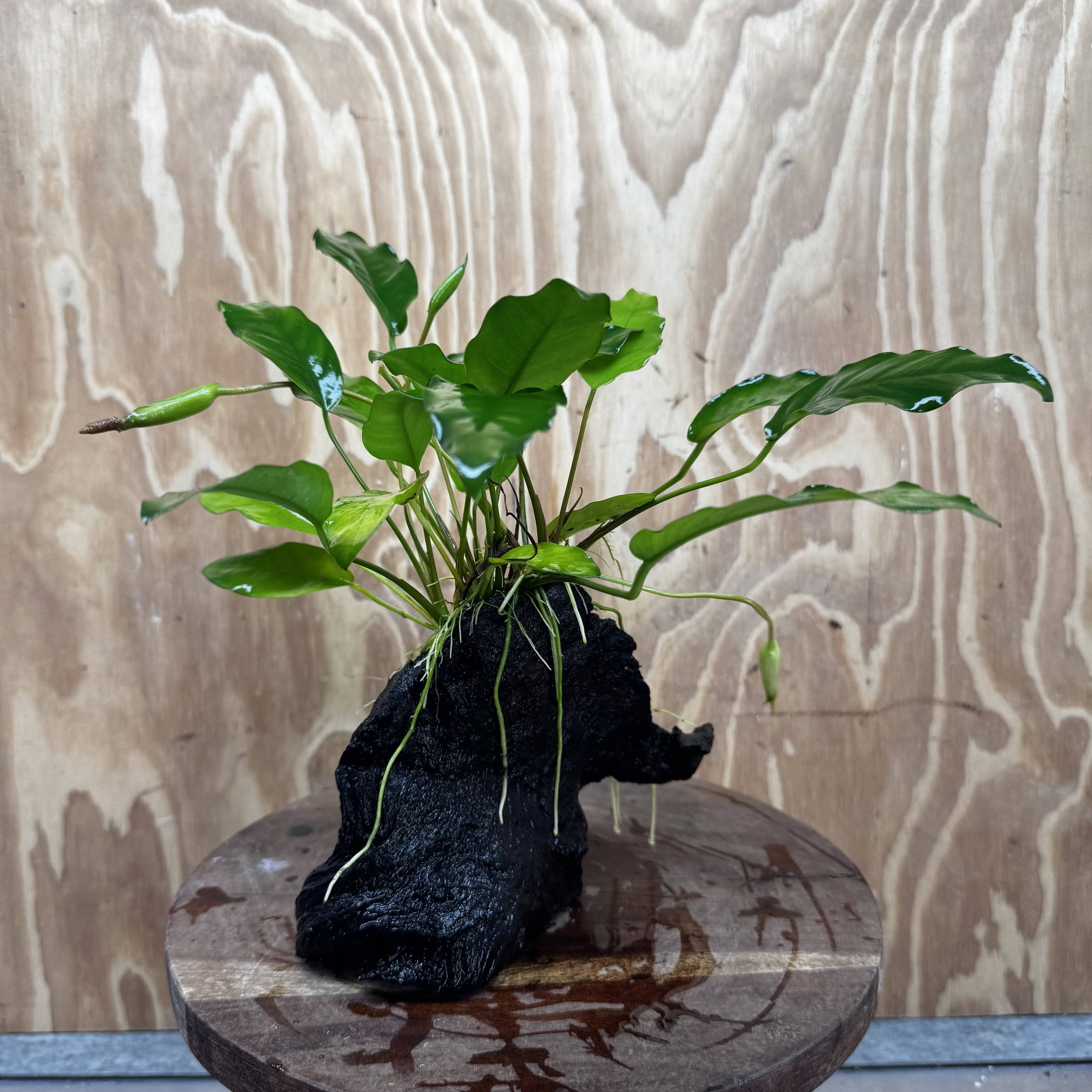 Scapeshop.com.au One Only Anubias 'Petite Emerald Heart' on Medium Driftwood Creation - One Only - Beautiful Buy Anubias Petite Emerald Heart Medium Driftwood ONE ONLY Scapeshop