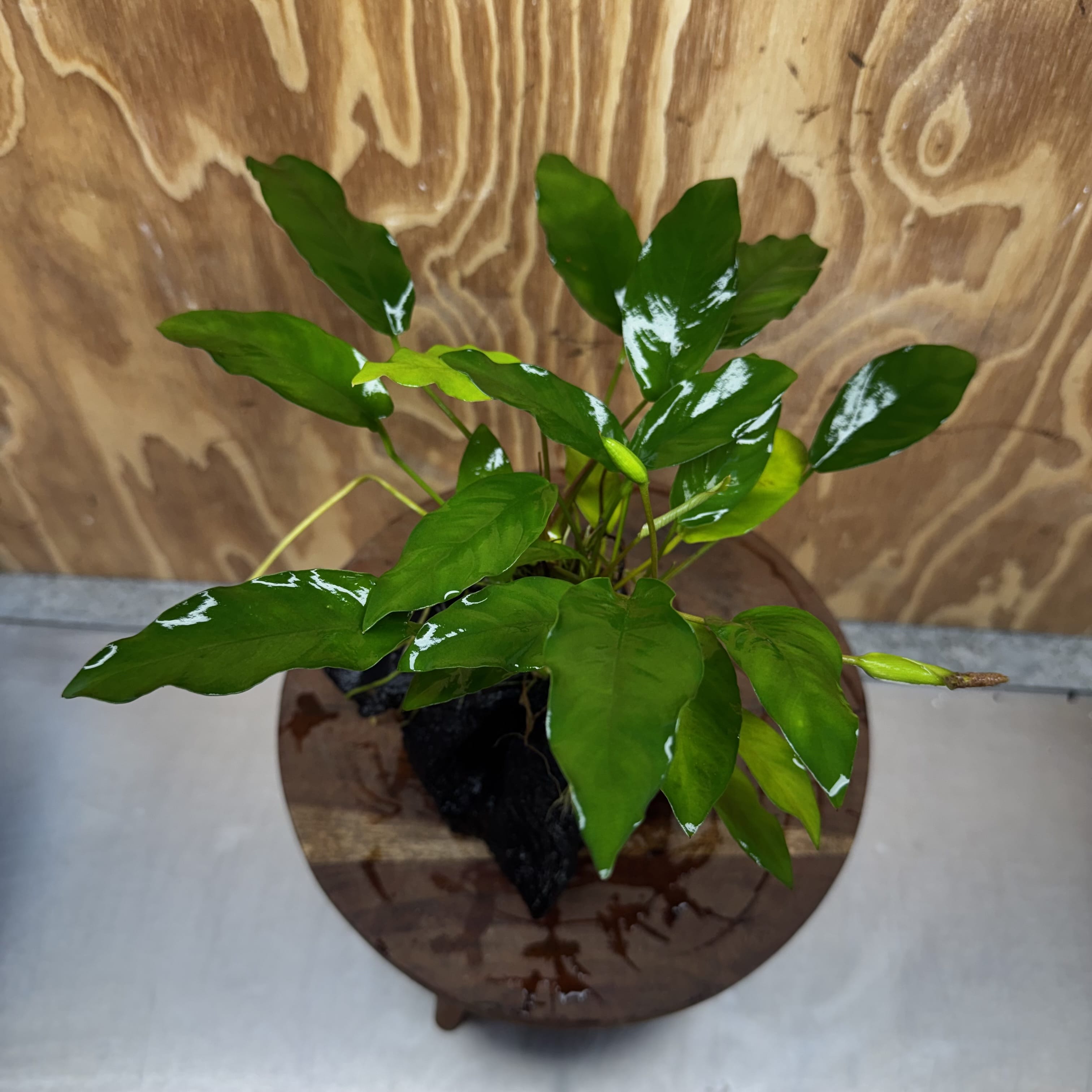 Scapeshop.com.au One Only Anubias 'Petite Emerald Heart' on Medium Driftwood Creation - One Only - Beautiful Buy Anubias Petite Emerald Heart Medium Driftwood ONE ONLY Scapeshop