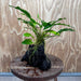 Scapeshop.com.au One Only Anubias 'Petite Emerald Heart' on Medium Driftwood Creation - One Only - Beautiful Buy Anubias Petite Emerald Heart Medium Driftwood ONE ONLY Scapeshop