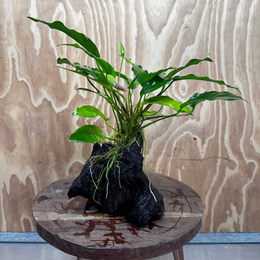 Scapeshop.com.au One Only Anubias 'Petite Emerald Heart' on Medium Driftwood Creation - One Only - Beautiful Buy Anubias Petite Emerald Heart Medium Driftwood ONE ONLY Scapeshop