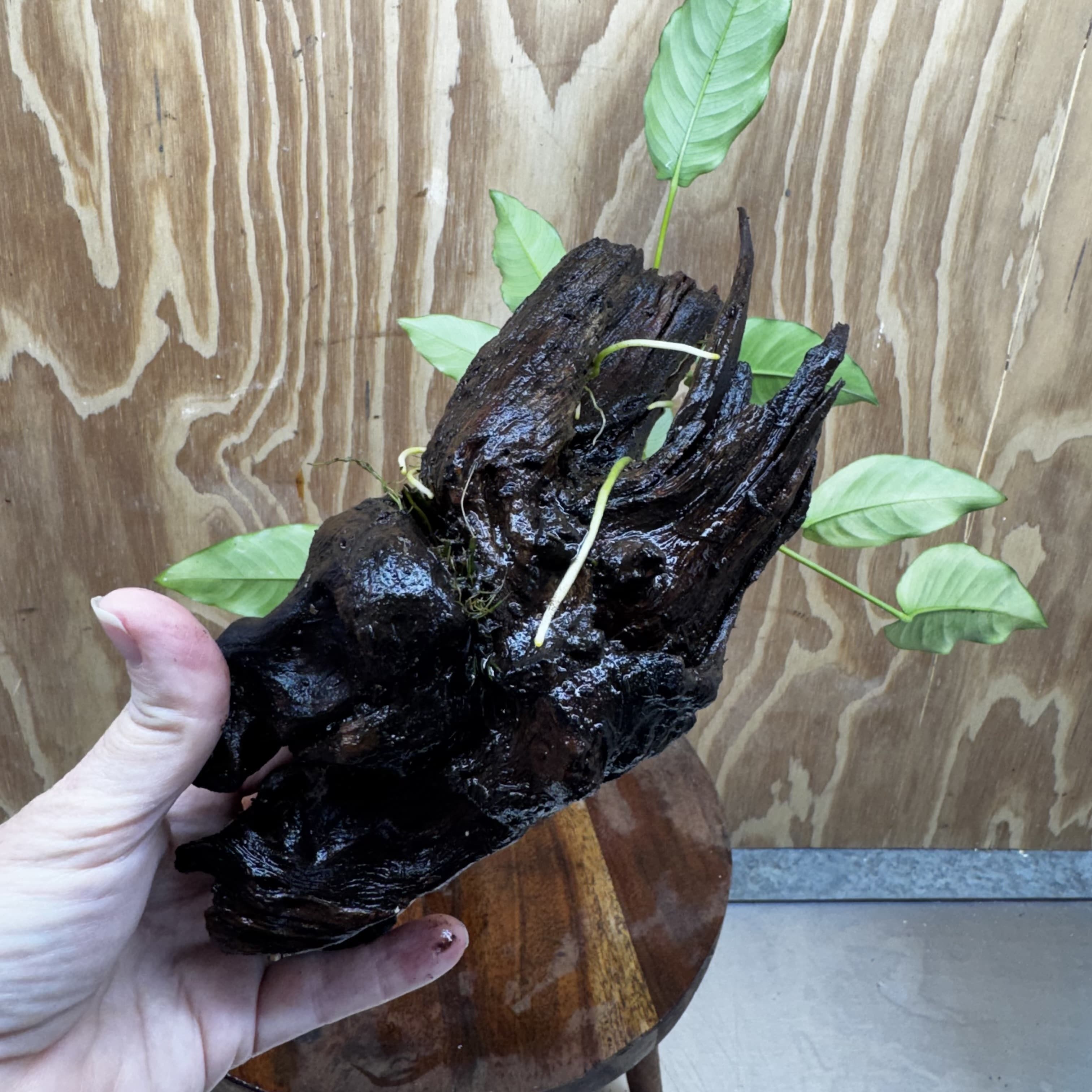 Scapeshop.com.au One Only Anubias 'Petite Emerald Heart' on Medium Driftwood Creation - One Only - Beautiful Buy Anubias Petite Emerald Heart Medium Driftwood ONE ONLY Scapeshop