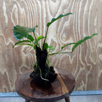 Scapeshop.com.au One Only Anubias 'Petite Emerald Heart' on Medium Driftwood Creation - One Only - Beautiful Buy Anubias Petite Emerald Heart Medium Driftwood ONE ONLY Scapeshop