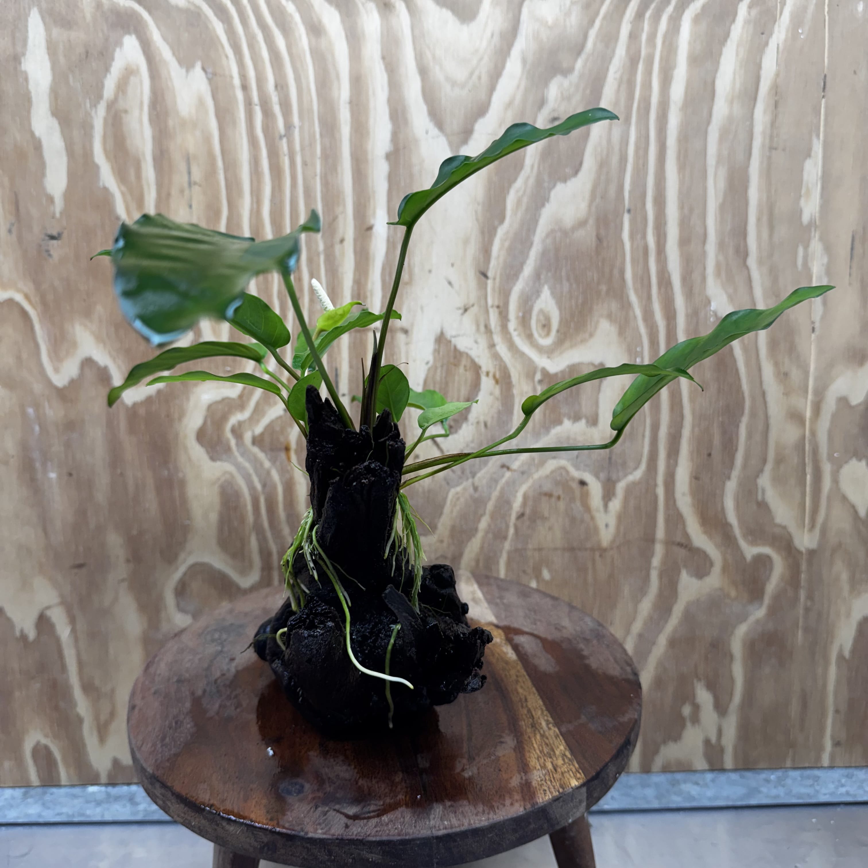 Scapeshop.com.au One Only Anubias 'Petite Emerald Heart' on Medium Driftwood Creation - One Only - Beautiful Buy Anubias Petite Emerald Heart Medium Driftwood ONE ONLY Scapeshop