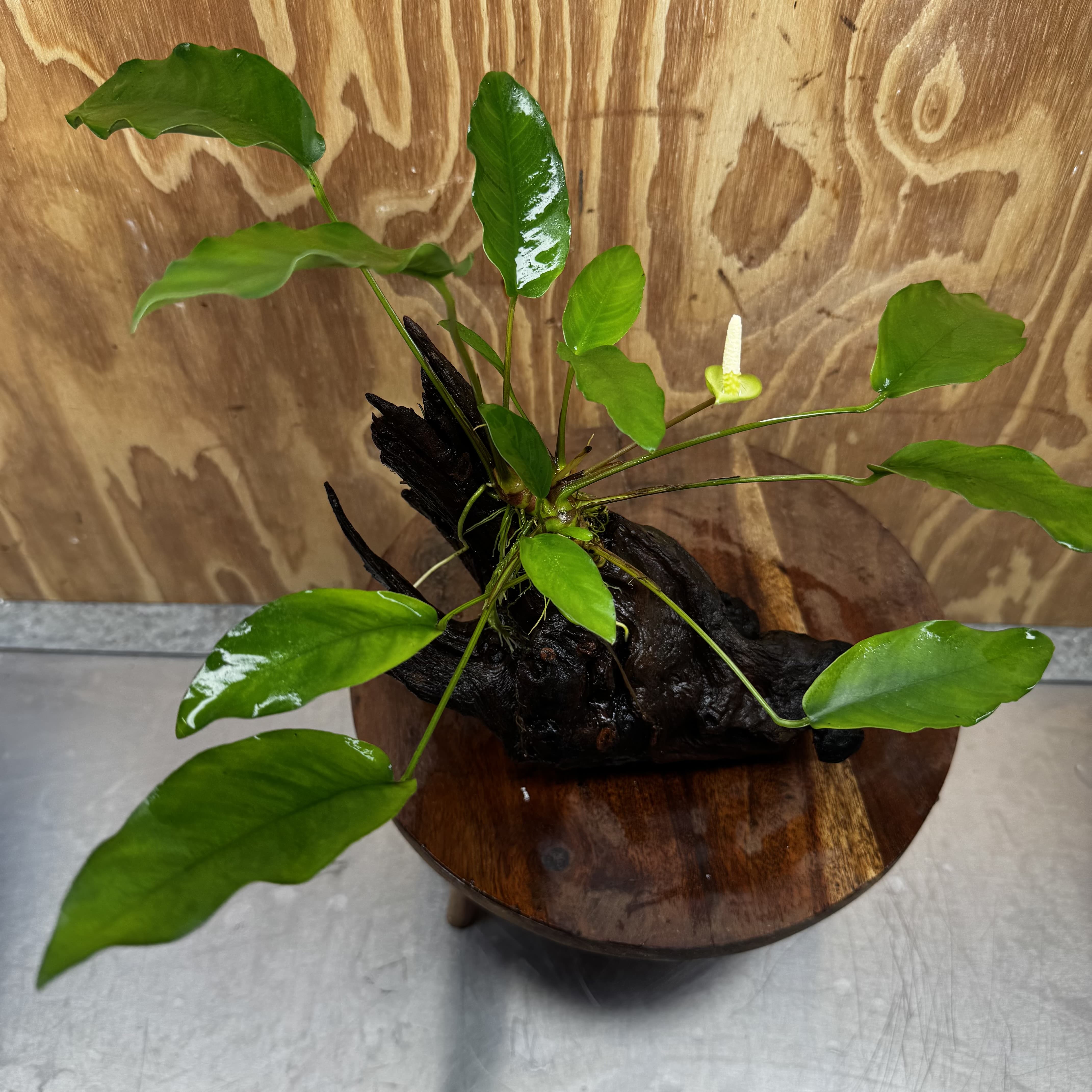 Scapeshop.com.au One Only Anubias 'Petite Emerald Heart' on Medium Driftwood Creation - One Only - Beautiful Buy Anubias Petite Emerald Heart Medium Driftwood ONE ONLY Scapeshop