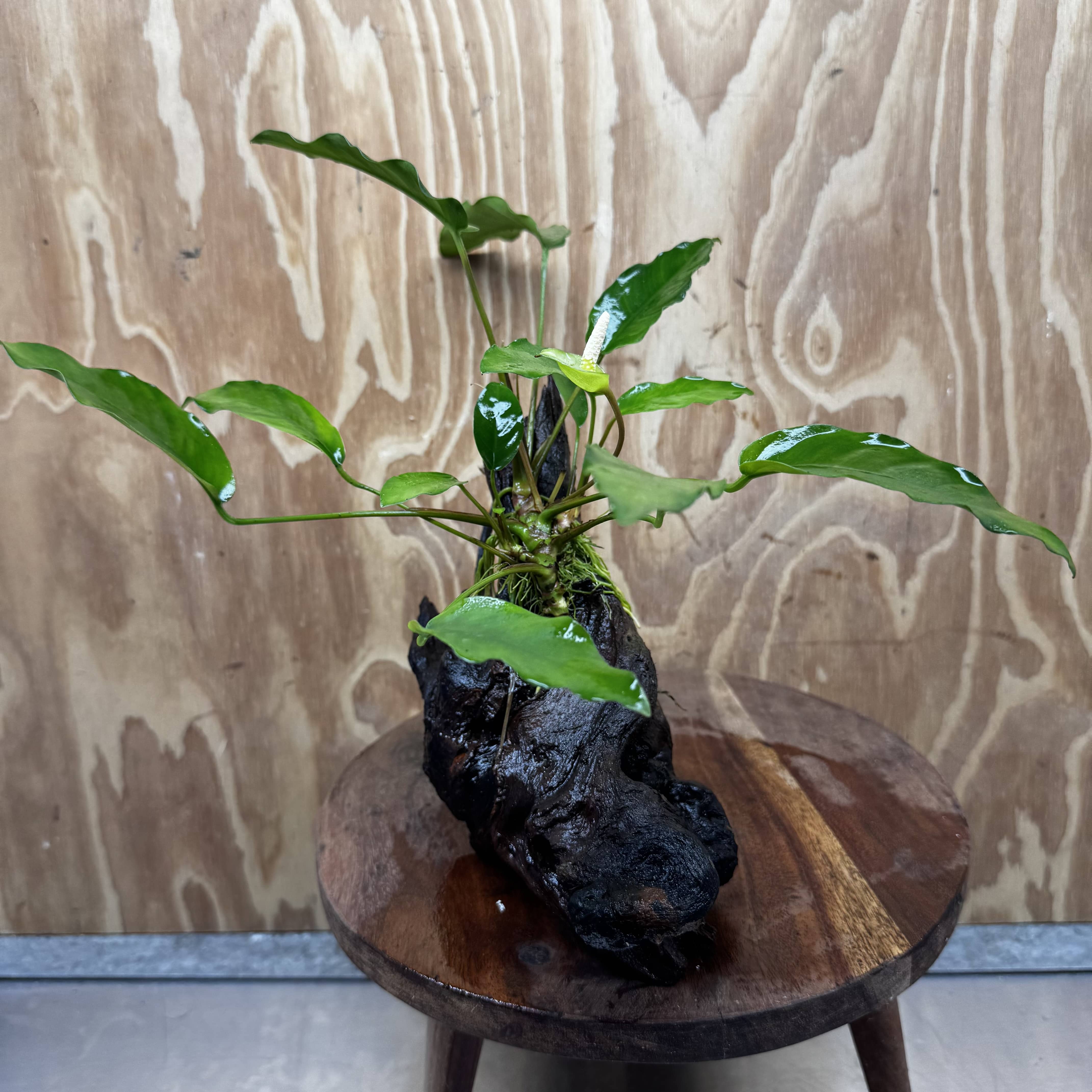 Scapeshop.com.au One Only Anubias 'Petite Emerald Heart' on Medium Driftwood Creation - One Only - Beautiful Buy Anubias Petite Emerald Heart Medium Driftwood ONE ONLY Scapeshop
