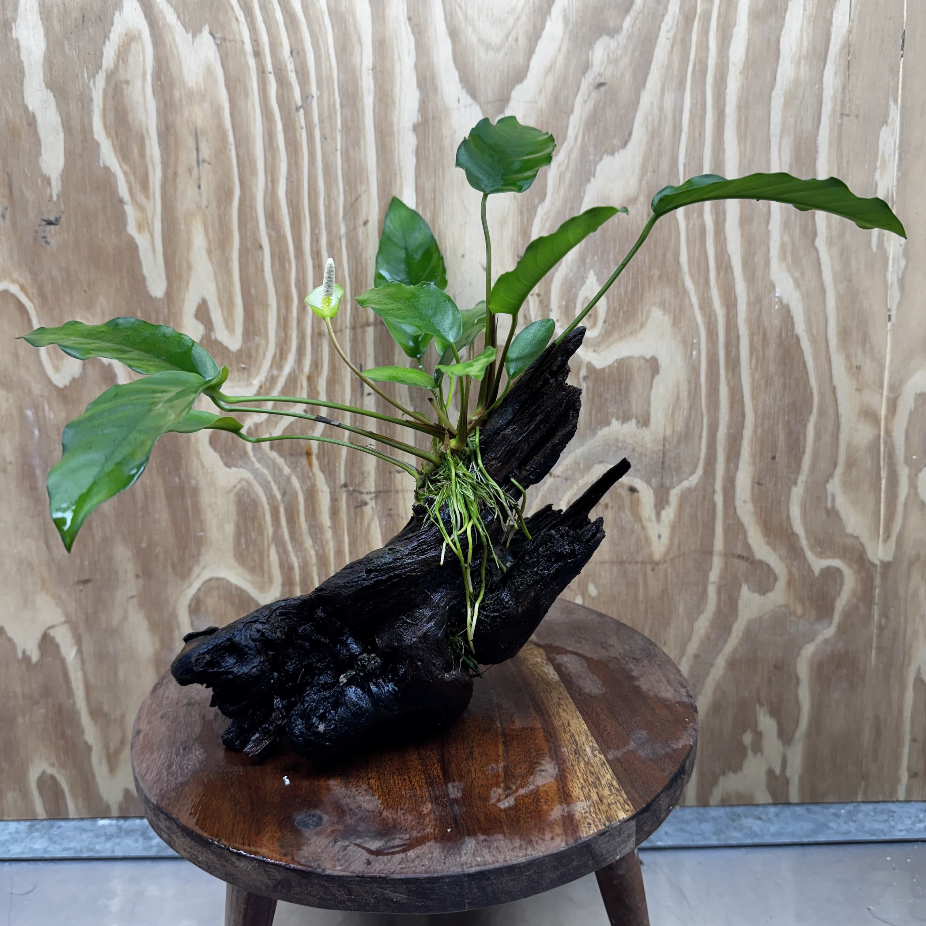 Scapeshop.com.au One Only Anubias 'Petite Emerald Heart' on Medium Driftwood Creation - One Only - Beautiful Buy Anubias Petite Emerald Heart Medium Driftwood ONE ONLY Scapeshop