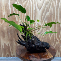 Scapeshop.com.au One Only Anubias 'Petite Emerald Heart' on Medium Driftwood Creation - One Only - Beautiful Buy Anubias Petite Emerald Heart Medium Driftwood ONE ONLY Scapeshop