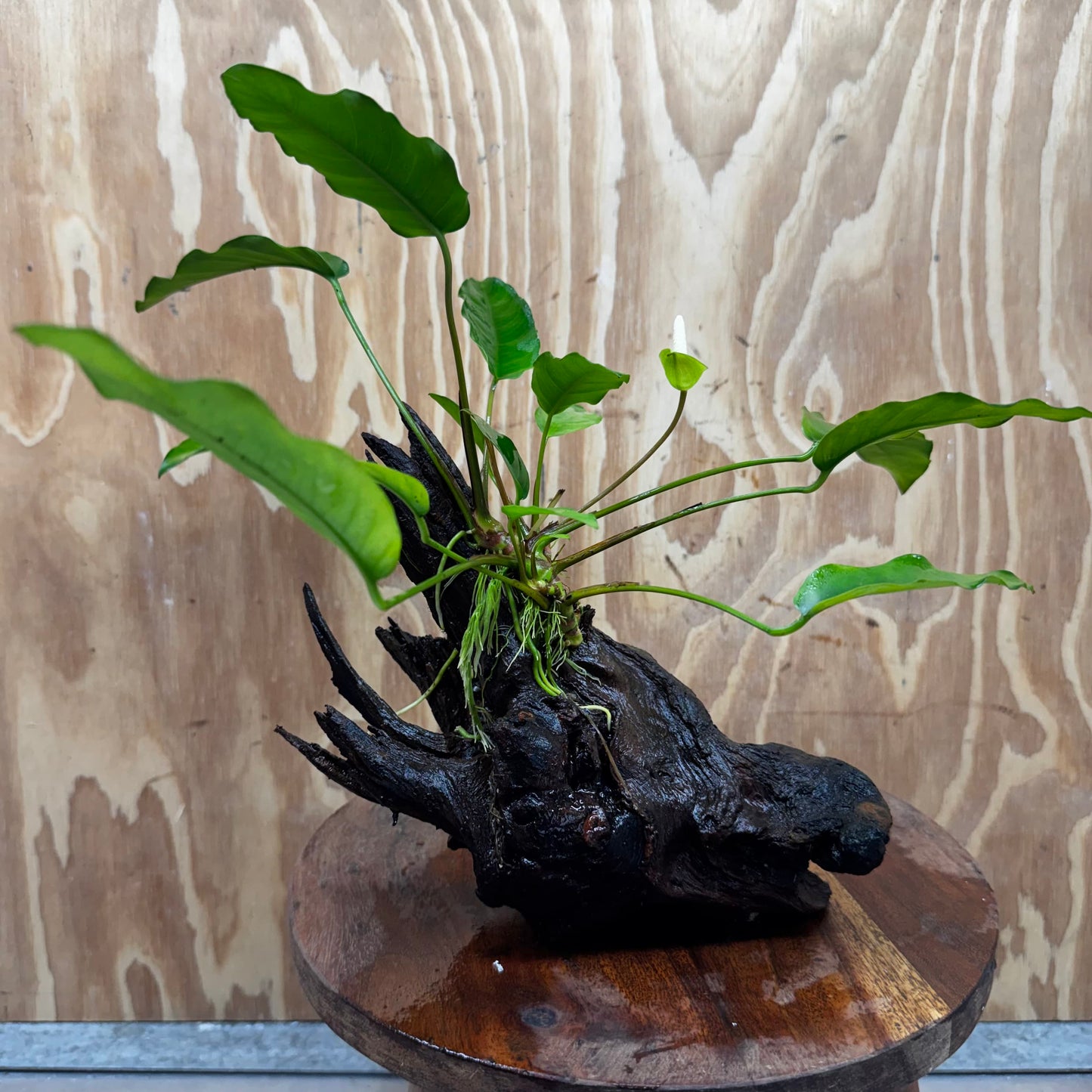 Scapeshop.com.au One Only Anubias 'Petite Emerald Heart' on Medium Driftwood Creation - One Only - Beautiful Buy Anubias Petite Emerald Heart Medium Driftwood ONE ONLY Scapeshop