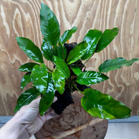 Scapeshop.com.au One Only Anubias 'Petite Emerald Heart' on Medium Driftwood Creation - One Only - Beautiful Buy Anubias Petite Emerald Heart Medium Driftwood ONE ONLY Scapeshop